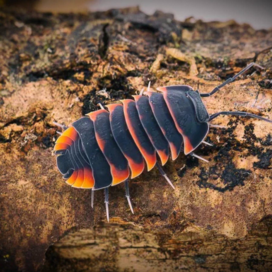 Ardentiella Ember Bee