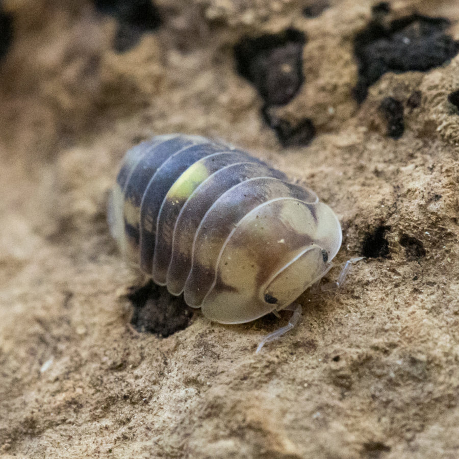 Cubaris Amber Firefly